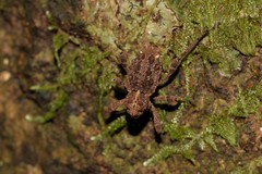 Poropterus parryi