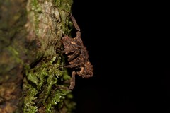 Poropterus parryi