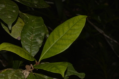 Quintinia verdonii