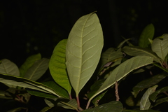Quintinia verdonii