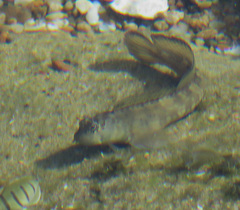 Istiblennius dussumieri