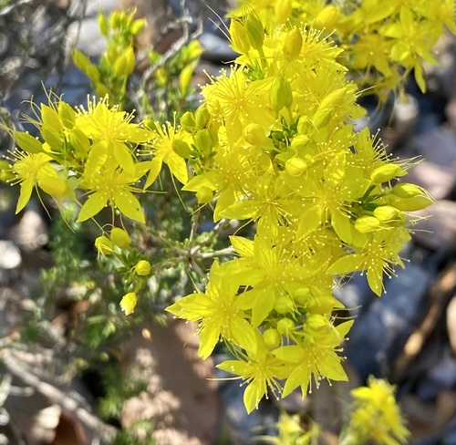 Calytrix flavescens A.Cunn.