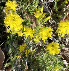 Calytrix flavescens