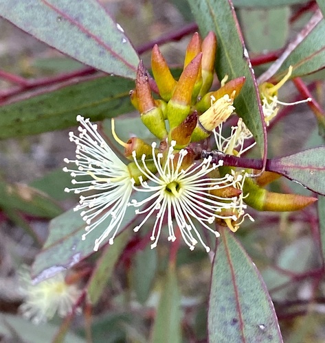 Eucalyptus phaenophylla