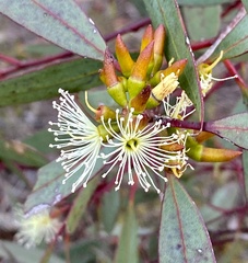 Eucalyptus phaenophylla