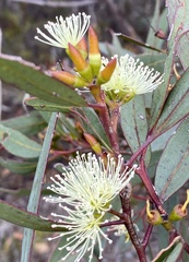 Eucalyptus phaenophylla