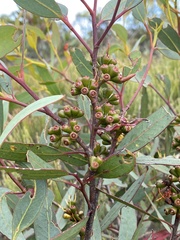 Eucalyptus phaenophylla
