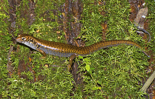 Blue-speckled Forest-skink, Silvascincus murrayi