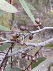 Eucalyptus phaenophylla