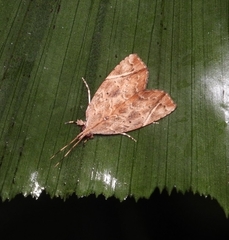 Plectothripa excisa