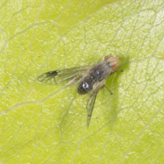 Austrotephritis pumila