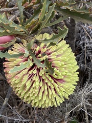 Banksia aculeata