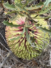 Banksia aculeata