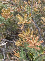 Banksia aculeata