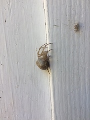 Araneus cavaticus
