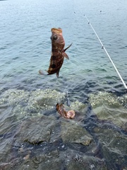 Epinephelus akaara