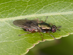 Antissella parvidentata