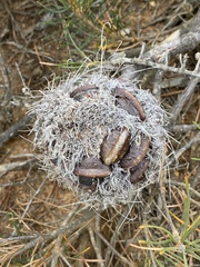 Banksia aculeata