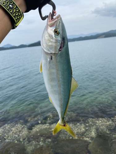 Japanese Amberjack