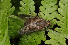 Scaptia adrel