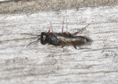 Miscophini