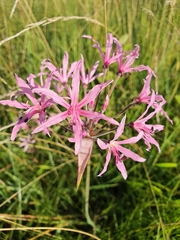 Nerine