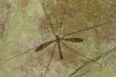 Austrolimnophila argus