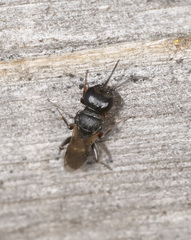 Miscophini