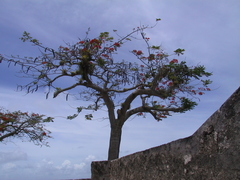 Delonix regia