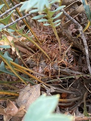 Banksia alliacea