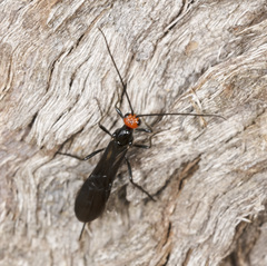 Callibracon capitator