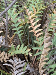 Banksia alliacea