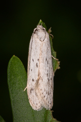 Philobota scitula