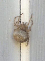 Araneus cavaticus