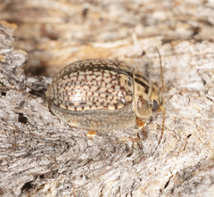 Paropsisterna decolorata
