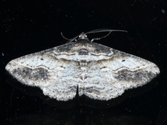 Syneora euboliaria