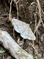 Zanclognatha griselda