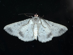 Syneora euboliaria