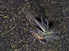 Scolypopa