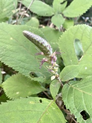 Comanthosphace stellipila