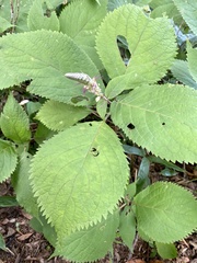 Comanthosphace stellipila