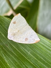 Topomesoides jonasii