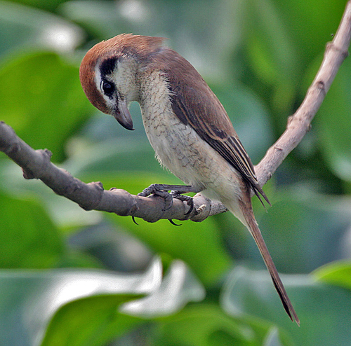 Brown Shrike
