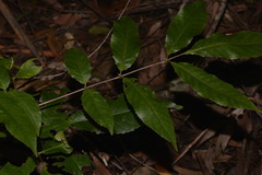 Ackama paniculosa