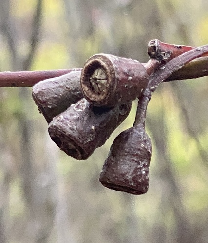 Eucalyptus thamnoides