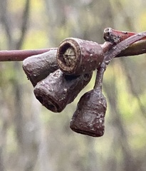 Eucalyptus thamnoides