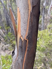Eucalyptus thamnoides