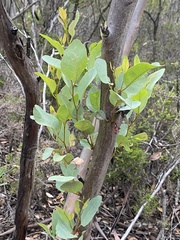 Eucalyptus thamnoides