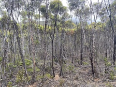 Eucalyptus thamnoides