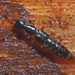 Atrecus pilicornis - Photo (c) Felix Riegel, μερικά δικαιώματα διατηρούνται (CC BY-NC), uploaded by Felix Riegel